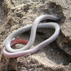 Aprasia parapulchella (Pink-tailed Worm-lizard) at Kambah, ACT - 27 Sep 2011 by MatthewFrawley