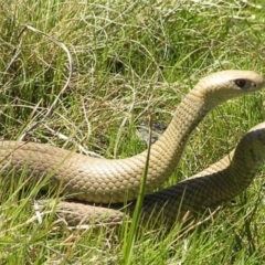 Pseudonaja textilis (Eastern Brown Snake) at Mount Taylor - 3 Oct 2011 by MatthewFrawley