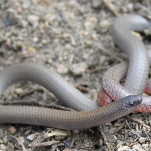 Aprasia parapulchella at Pearce, ACT - 24 Sep 2011