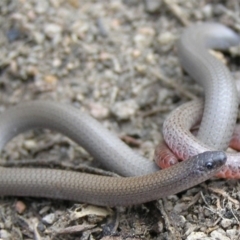 Aprasia parapulchella (Pink-tailed Worm-lizard) at Pearce, ACT - 23 Sep 2011 by MatthewFrawley