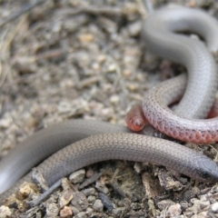 Aprasia parapulchella at Pearce, ACT - 24 Sep 2011