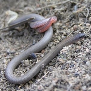 Aprasia parapulchella at Pearce, ACT - 24 Sep 2011