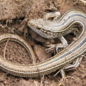 Ctenotus robustus at Chifley, ACT - 20 Aug 2011 12:00 AM