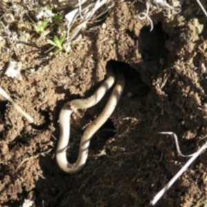 Aprasia parapulchella at Chifley, ACT - 20 Aug 2011