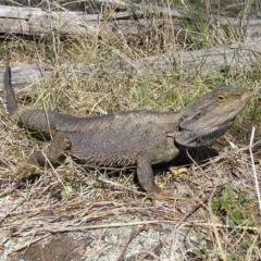 Pogona barbata (Eastern Bearded Dragon) at Mount Taylor - 3 Oct 2011 by MatthewFrawley