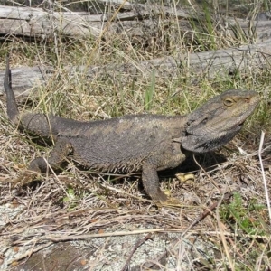 Pogona barbata at Kambah, ACT - 4 Oct 2011