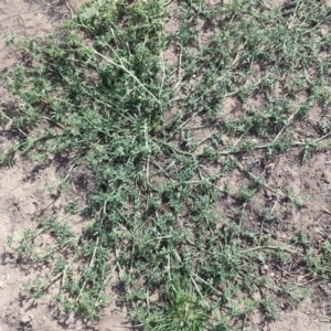 Solanum triflorum at Watson, ACT - 29 Feb 2016