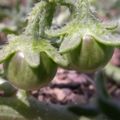 Solanum triflorum at Watson, ACT - 29 Feb 2016