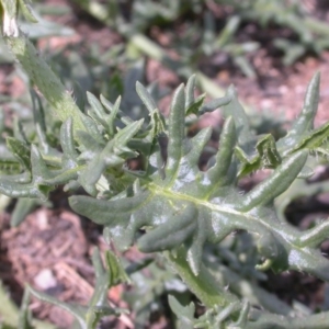 Solanum triflorum at Watson, ACT - 29 Feb 2016