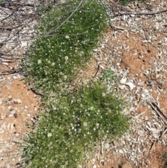 Vittadinia muelleri (Narrow-leafed New Holland Daisy) at Mount Majura - 18 Feb 2016 by waltraud