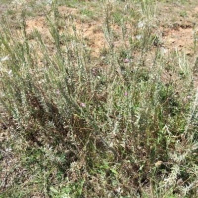 Epilobium billardiereanum (Willowherb) at Mount Majura - 18 Feb 2016 by waltraud