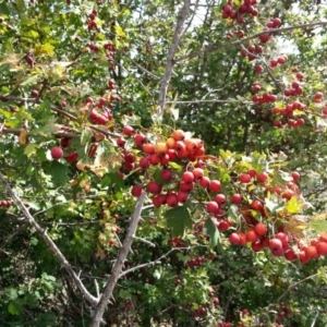 Crataegus monogyna at Watson, ACT - 29 Feb 2016