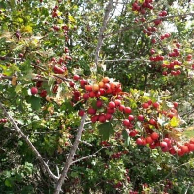 Crataegus monogyna (Hawthorn) at Watson, ACT - 29 Feb 2016 by waltraud