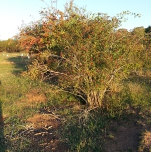 Rosa rubiginosa at Watson, ACT - 13 Feb 2016