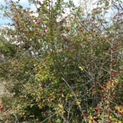 Rosa rubiginosa at Watson, ACT - 13 Feb 2016