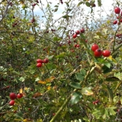 Rosa rubiginosa at Watson, ACT - 13 Feb 2016