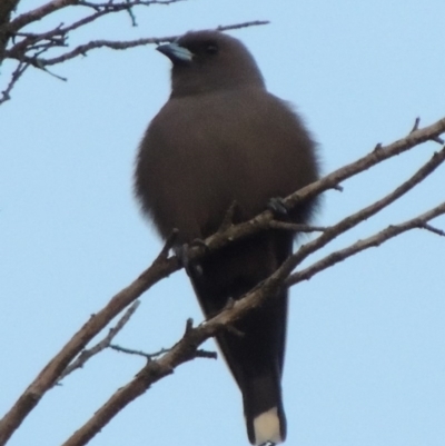 Artamus cyanopterus cyanopterus (Dusky Woodswallow) at Greenway, ACT - 2 Apr 2014 by michaelb
