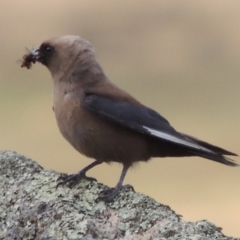 Artamus cyanopterus (Dusky Woodswallow) at Rendezvous Creek, ACT - 2 Feb 2015 by MichaelBedingfield