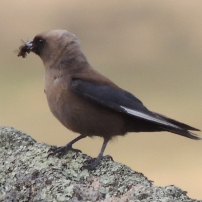 Artamus cyanopterus (Dusky Woodswallow) at Rendezvous Creek, ACT - 2 Feb 2015 by MichaelBedingfield