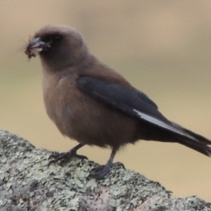 Artamus cyanopterus at Rendezvous Creek, ACT - 2 Feb 2015