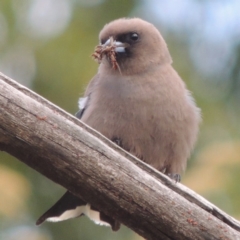 Artamus cyanopterus at Rendezvous Creek, ACT - 2 Feb 2015