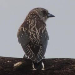 Artamus cyanopterus cyanopterus (Dusky Woodswallow) at Point Hut to Tharwa - 7 Feb 2015 by michaelb