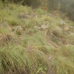 Eragrostis curvula at Stromlo, ACT - 27 Feb 2016