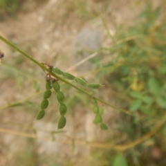 Oxytes brachypoda (Large Tick-trefoil) at Stromlo, ACT - 27 Feb 2016 by MichaelMulvaney