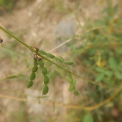 Oxytes brachypoda (Large Tick-trefoil) at Stromlo, ACT - 26 Feb 2016 by MichaelMulvaney