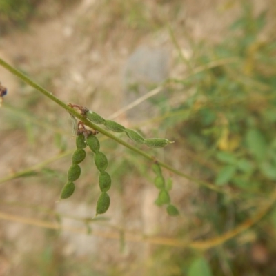 Oxytes brachypoda (Large Tick-trefoil) at Stromlo, ACT - 27 Feb 2016 by MichaelMulvaney