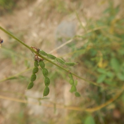 Oxytes brachypoda (Large Tick-trefoil) at Stromlo, ACT - 26 Feb 2016 by MichaelMulvaney