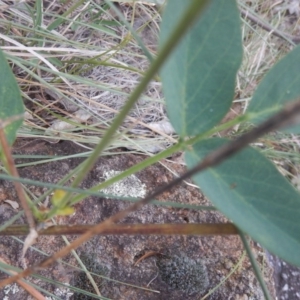 Oxytes brachypoda at Stromlo, ACT - 27 Feb 2016