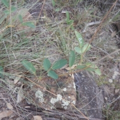 Oxytes brachypoda at Stromlo, ACT - 27 Feb 2016