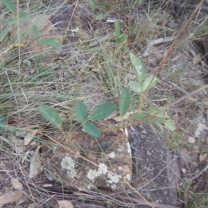 Oxytes brachypoda at Stromlo, ACT - 27 Feb 2016