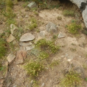 Calotis lappulacea at Stromlo, ACT - 27 Feb 2016 08:33 AM