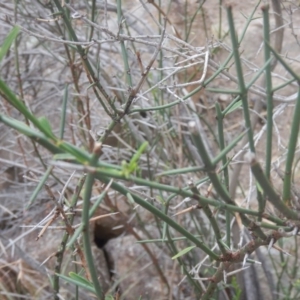 Discaria pubescens at Stromlo, ACT - 27 Feb 2016 08:35 AM