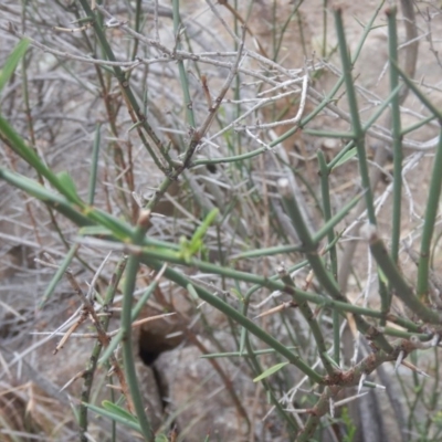 Discaria pubescens (Australian Anchor Plant) at Stromlo, ACT - 27 Feb 2016 by MichaelMulvaney