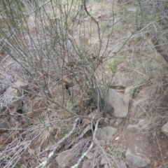 Discaria pubescens at Stromlo, ACT - 27 Feb 2016 08:35 AM