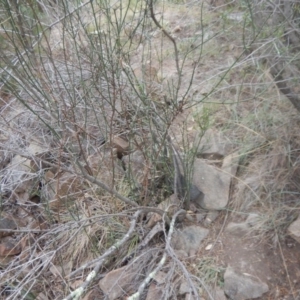 Discaria pubescens at Stromlo, ACT - 27 Feb 2016