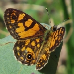 Oreixenica lathoniella (Silver Xenica) at Mount Clear, ACT - 29 Feb 2016 by JohnBundock