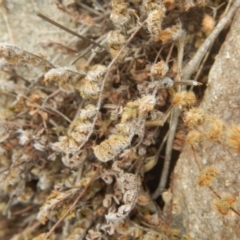 Cheilanthes distans (Bristly Cloak Fern) at Stromlo, ACT - 27 Feb 2016 by MichaelMulvaney