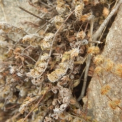 Cheilanthes distans (Bristly Cloak Fern) at Stony Creek - 26 Feb 2016 by MichaelMulvaney