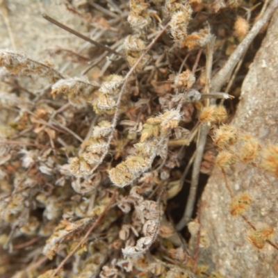 Cheilanthes distans (Bristly Cloak Fern) at Stromlo, ACT - 26 Feb 2016 by MichaelMulvaney