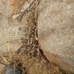 Cheilanthes distans at Stromlo, ACT - 27 Feb 2016 08:41 AM