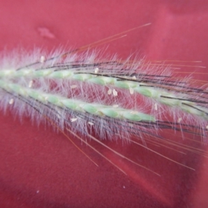 Dichanthium sericeum at Stromlo, ACT - 27 Feb 2016 08:47 AM