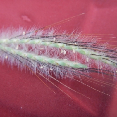 Dichanthium sericeum (Queensland Blue-grass) at Stony Creek - 26 Feb 2016 by MichaelMulvaney