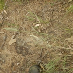 Dichanthium sericeum at Stromlo, ACT - 27 Feb 2016