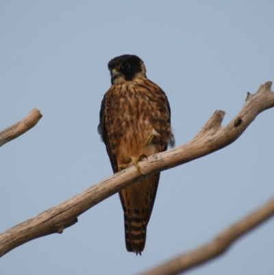 Falco longipennis (Australian Hobby) at Red Hill, ACT - 23 Feb 2016 by roymcd