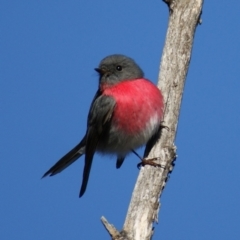 Petroica rosea at Garran, ACT - 29 Aug 2015