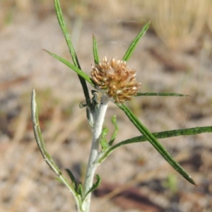 Euchiton sphaericus at Greenway, ACT - 19 Dec 2015